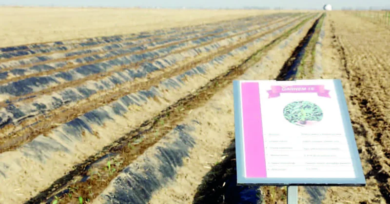 Naxçıvanda ilk kolleksiya meyvə bağı