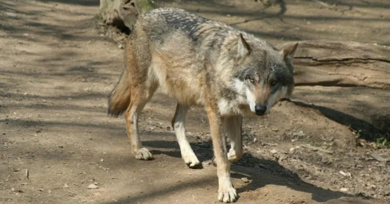 Yaponiyada canavar zooparkdan qaçıb: Ziyarətçilər təxliyə olunub