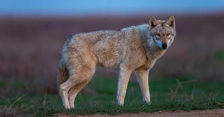 В Японии эвакуировали посетителей зоопарка из за сбежавшего волка