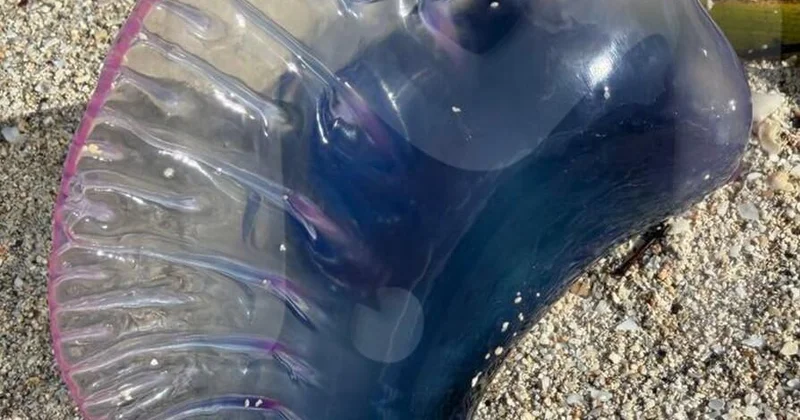 На Кубе туристы пострадали из за ядовитых медуз ВИДЕО