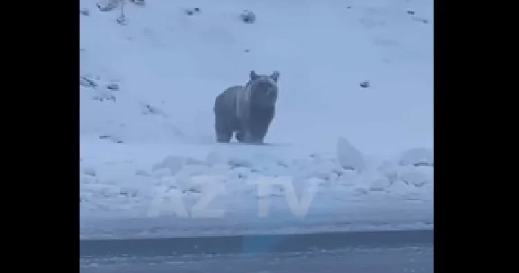Şuşada ayı Zəfər yoluna çıxdı VİDEO