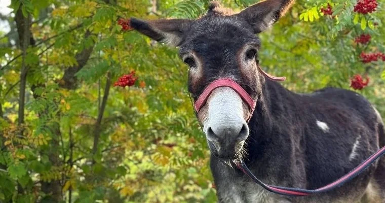 “Jorikin çox maraqlı bir təbiəti var”...