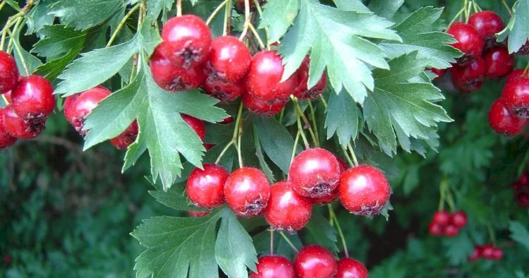 Bu giləmeyvənin çayı möcüzədir Faydaları saymaqla bitmir