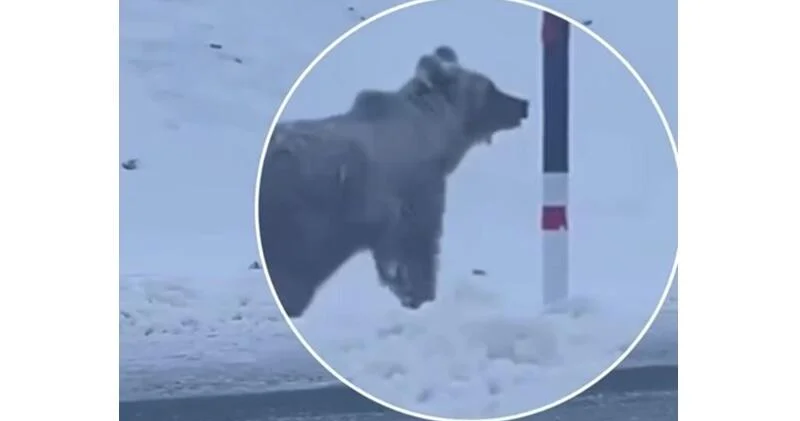 Медведь пробежал вдоль дороги в Карабахе ВИДЕО