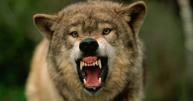 Canavar zooparkdan qaçdı Ziyarətçilər təxliyə olundu