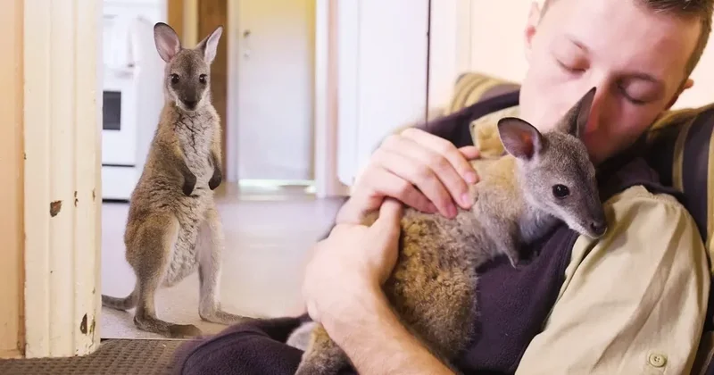 Çexiyada Milad hədiyyəsi evdən qaçdı