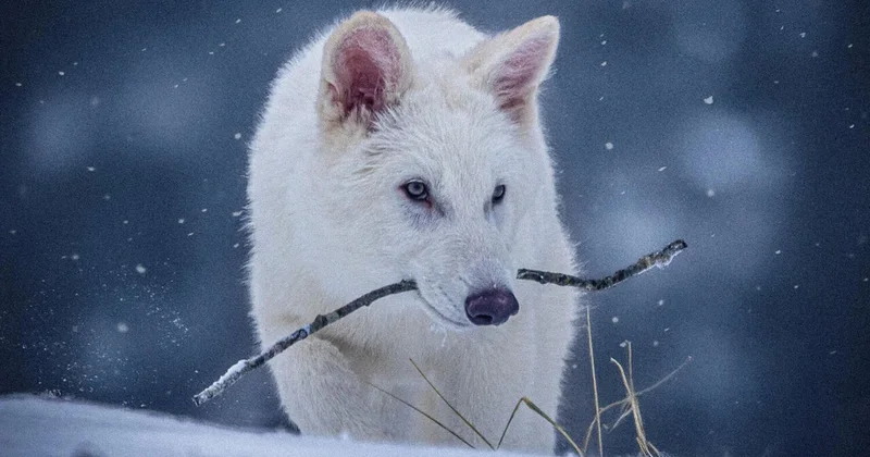 В японском зоопарке волк сбежал из вольера посетителей эвакуировали