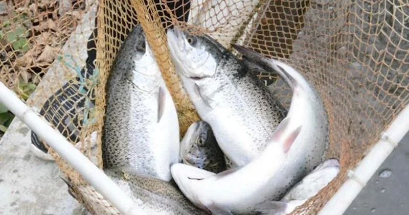 Forelin kiloqramı Azərbaycana İrandan 7,3, Niderlanddan isə 533 manata gətirilir