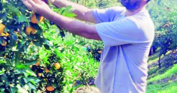 Bağların barı fermerlərin varı