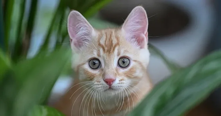 Ev heyvanı sahibləri, diqqət! Pişiyinizlə ünsiyyətin ən asan yolu