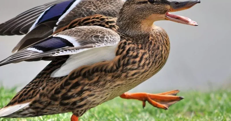 Четыре жителя Узбекистана заплатят за уток десятки миллионов ФОТО