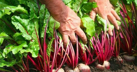 Kim çuğundur yeməməlidir?