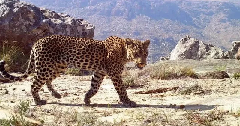 Elektrik dirəyinə çıxan leopard cərəyan vurması nəticəsində öldü