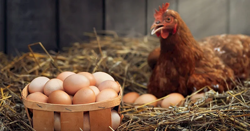 Ötən il Azərbaycanda toyuqlar daha az yumurtlayıblar