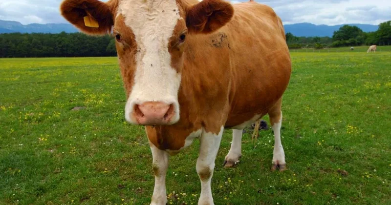 Mal qaraya görə kəndlilər arasında dava düşdü 300 manat cərimələndi