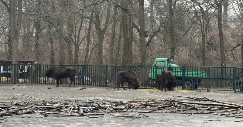 Almaniyadan Azərbaycana 18 zubr yola salınıb FOTO