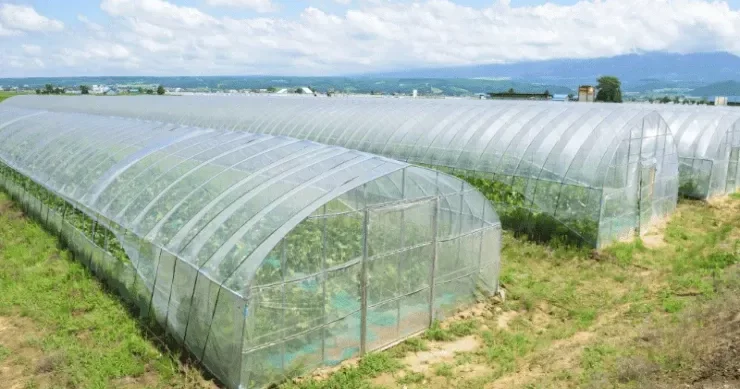 Maştağada parnik i qarət edib evakuatorla daşıdılar VİDEO