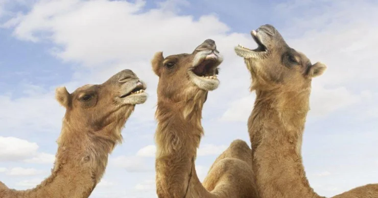 Restoranlarda ət qarışıqlığı: Dəvə əti mal əti adı ilə satılır? MÜTƏXƏSSİSLƏR DANIŞDI