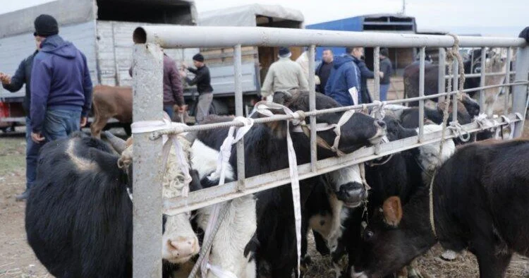 Открылся еще один животноводческий рынок в Азербайджане