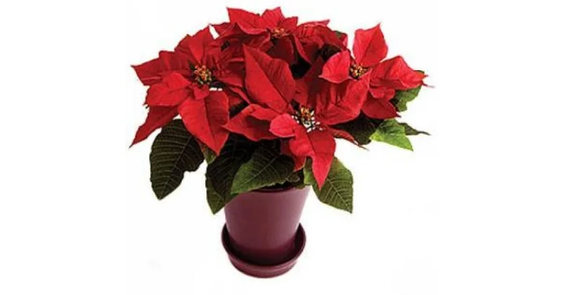 Atatürk çiçəyi Paunsettiya FOTO