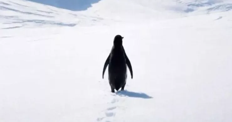 Yuxuda pinqvin görmək nə deməkdir?