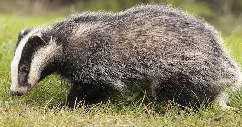 Porsuğu taxta parçası ilə öldürdü Cərimə edildi