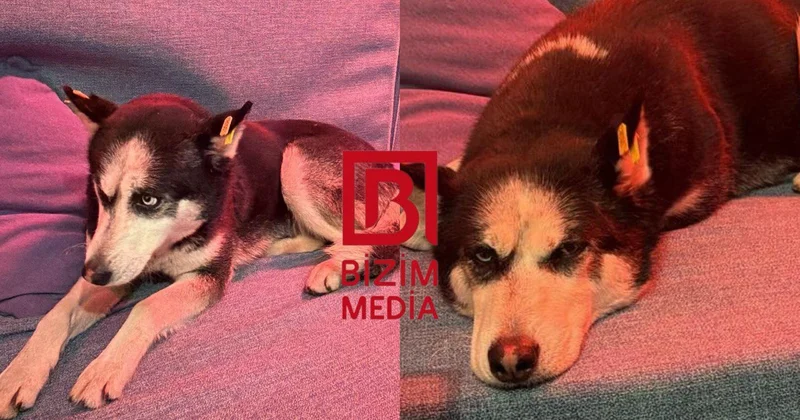 Bilgəhdə tapılan xaski sahibini AXTARIR FOTO/VİDEO