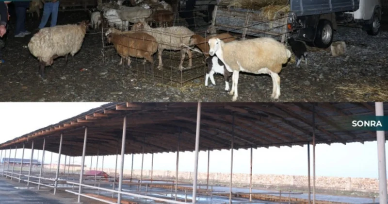 Biləsuvar heyvan bazarı yenidən fəaliyyətə başladı