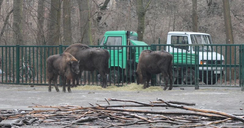 Из Германии в Азербайджан отправлены 18 зубров (ФОТО)