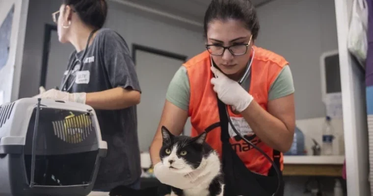 На юге Испании спасли кошек и собак после наводнений ВИДЕО