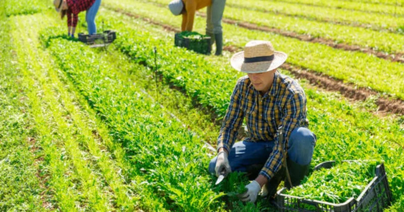 Администрация Белого дома США запустила сайт OnlyFarms в поддержку сельского хозяйства