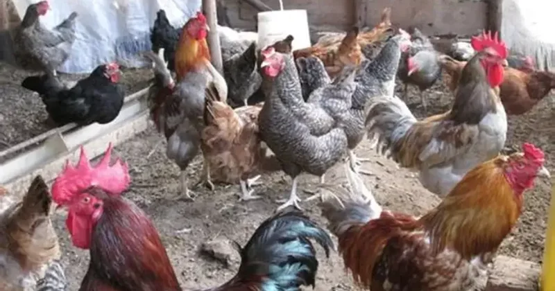 Жители Китая начали массово заводить куриц в качестве домашних животных