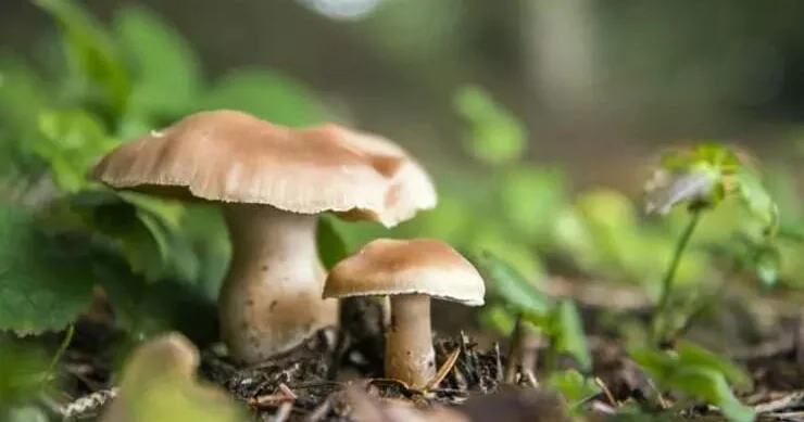 Ağdamda göbələk yeyən kişi öldü FOTO