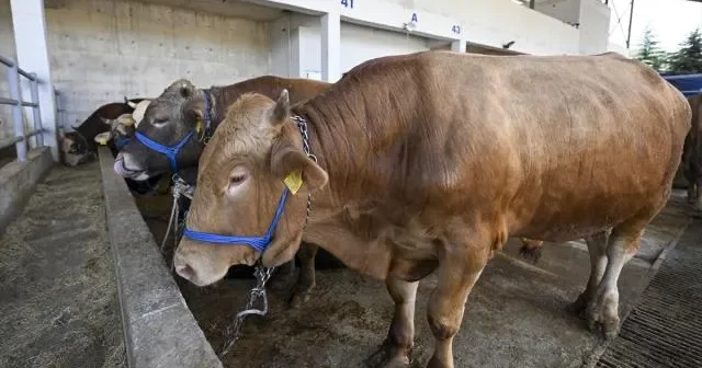 Türkiyədə bayramda 3 milyon 350 min qurbanlıq heyvanın kəsiləcəyi proqnozlaşdırılır