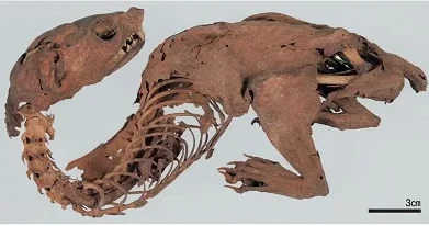 Mumyalanmış əjdaha nın sirri TAPILIB
