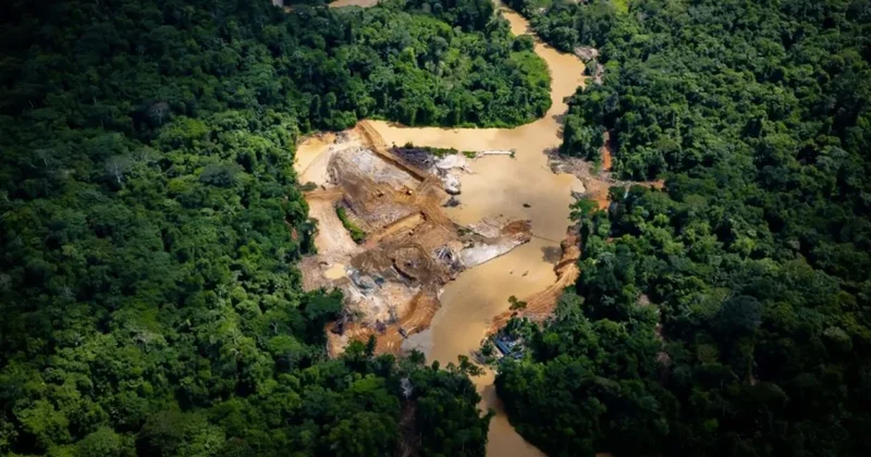 Greenpeace: В лесах Амазонии незаконно добывается золото на миллиарды долларов