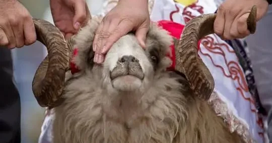 Qurbanlığın qadağan edildiyi ölkələr, siyahıda müsəlman ölkəsi də var