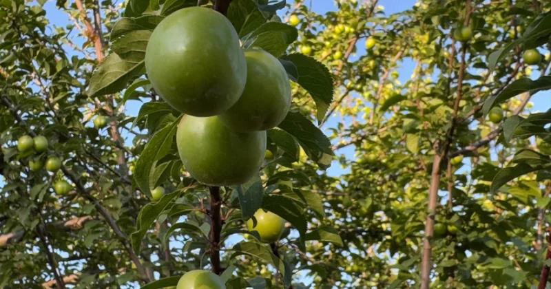 Təbiətlə zəhmətin harmoniyası Naxçıvan göycəsi