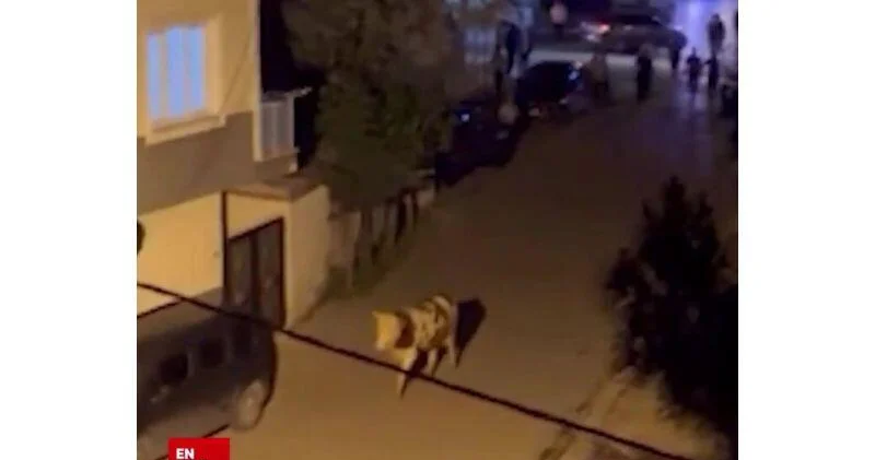 Бык устроил переполох на улицах Стамбула ВИДЕО