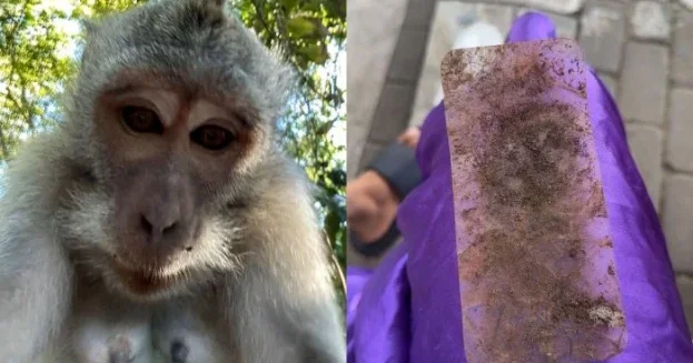 Meymun turistin əlindən telefonu alıb: Hər yerini çəkdi FOTOLAR