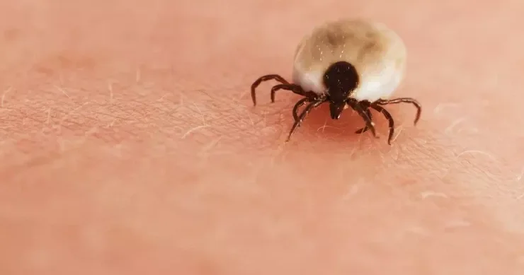 Nə peyvəndi var, nə də müalicəsi: Yeni ölümcül virus