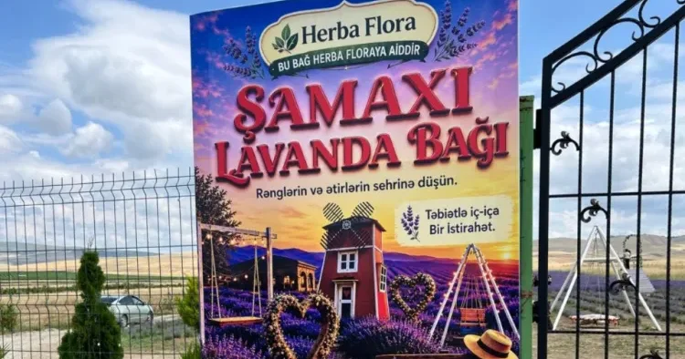 Lavanda tarlasına giriş niyə 8 manatdır? Şirkət rəhbəri səbəbi AÇIQLADI