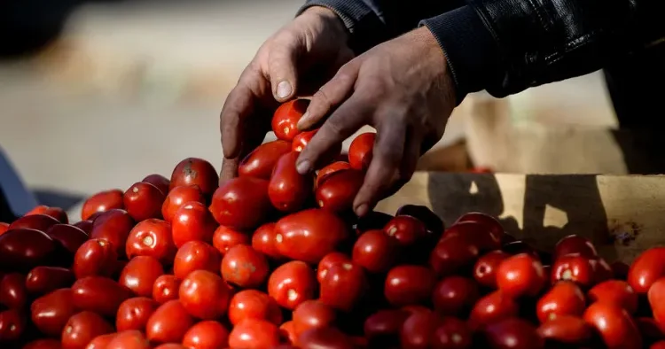 Pomidorun xeyri nədir? ARAŞDIRMA
