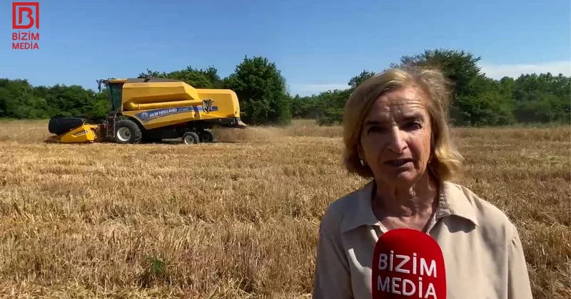 Əkin sahələri artsa da, məhsuldarlıq azalıb... Xaçmazın taxıl zəmilərindən VİDEOREPORTAJ