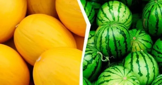 Qarpız və yemişdə təhlükə: AQTA ehtiyatlı olun deyir