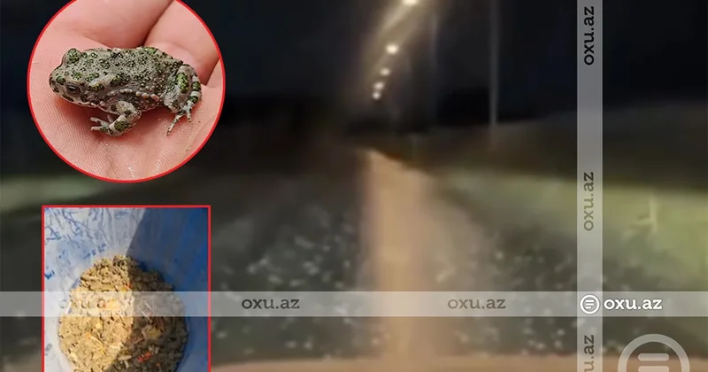 Bakı və Sumqayıtın bəzi ərazilərini qurbağalar basdı VİDEO KONKRET