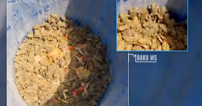 Bakıətrafı ərazilərdə yağışdan sonra kütləvi şəkildə balaca qurbağalar peyda olub