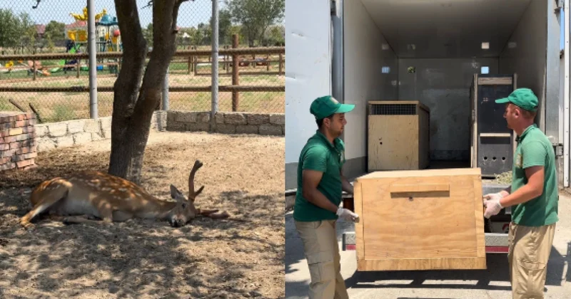 Qanunsuz saxlanılan heyvanlar Bakı Zooloji Parkına təhvil verildi