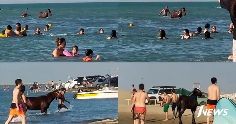 Владельцу лошадей грозит суд за развлечения в море на пляже Пиршага