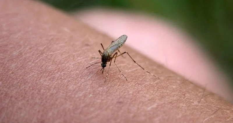 Ağcaqanadlar vasitəsilə virus yayılır